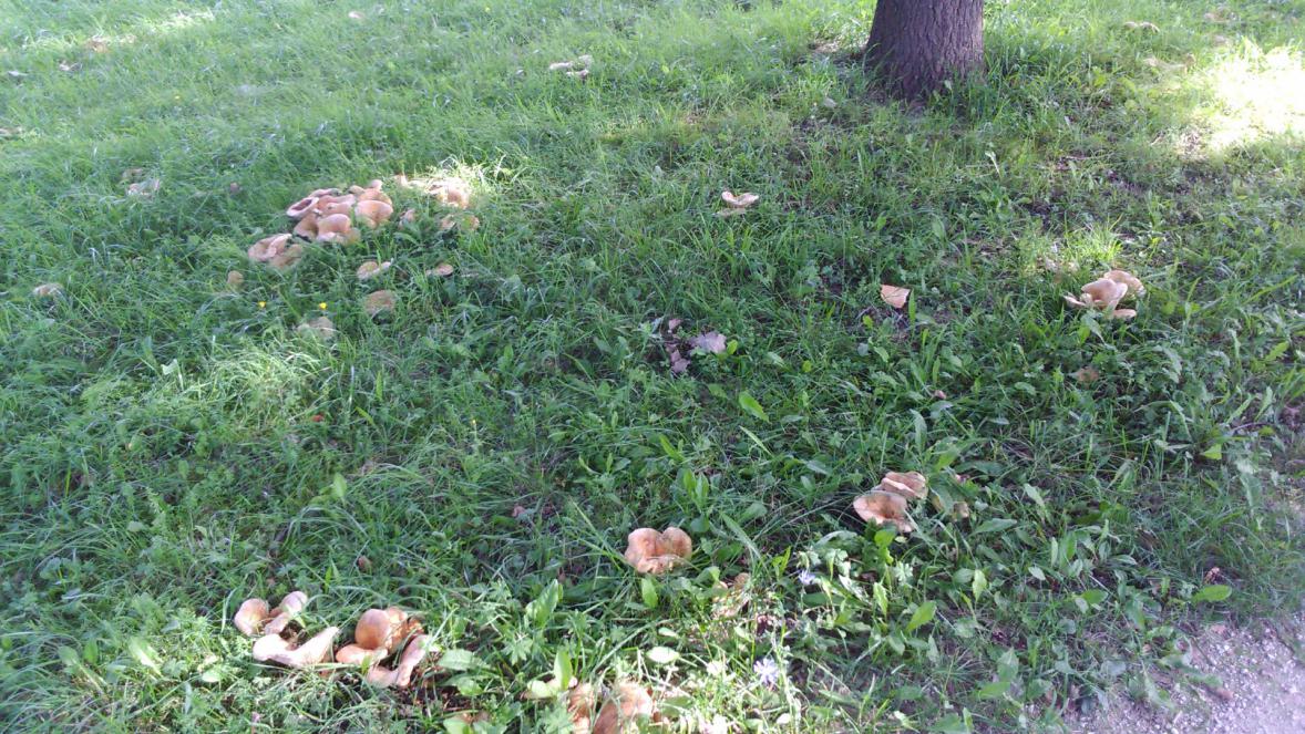 Hexenkreis in der BuGa